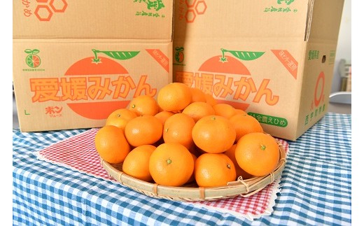 みかん 10kg 箱の人気商品 通販 価格比較 価格 Com みかん 10kg 箱の人気商品 通販 価格比較 価格 Com