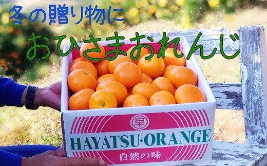 おれんじ様 N-85 おひさまおれんじ5kg 希少 みかん ミカン 蜜柑 フルーツ