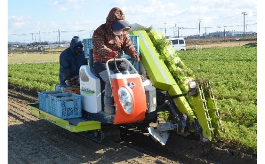 碧南市を代表するブランド人参 へきなん美人 にんじん 10kg H017 023 愛知県碧南市 ふるさと納税 ふるさとチョイス