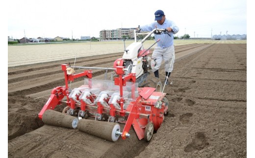 碧南市を代表するブランド人参 へきなん美人 にんじん 10kg H017 023 愛知県碧南市 ふるさと納税 ふるさとチョイス