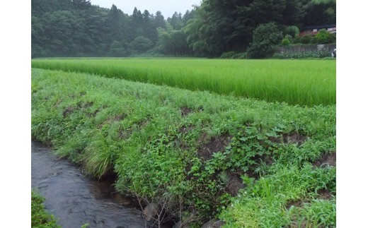 ホタルが生息する小川と棚田の様子です。