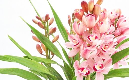 ymzmzmVrW[u͂Ȃނvi3{j