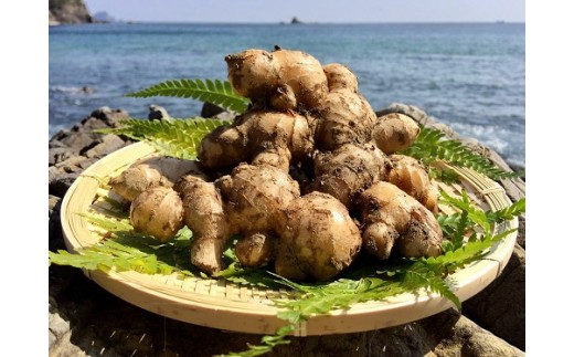 鰹乃國の生姜（土佐一）1kg - 高知県中土佐町｜ふるさとチョイス