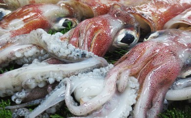 白 イカ 刺身の人気商品 通販 価格比較 価格 Com