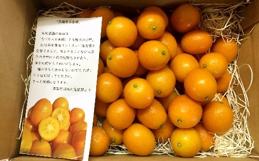 Mrn01 予約受付開始 海陽町産 種無し金柑 キンカン 約１ｋｇ 徳島県海陽町 ふるさと納税 ふるさとチョイス