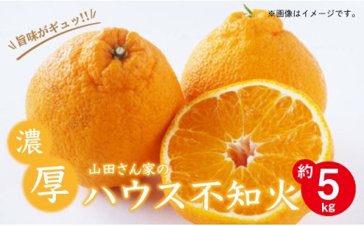 BBM002 【旨みがギュッ!】山田さん家の濃厚!ハウス不知火(デコポンと同品種) 5kg【30セット限定!】-1
