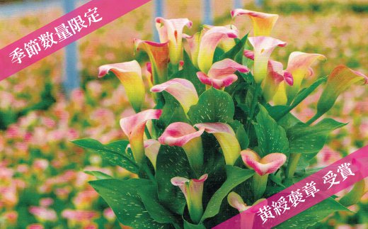埼玉県志木市のふるさと納税で選べるお礼の品一覧 ふるさとチョイス