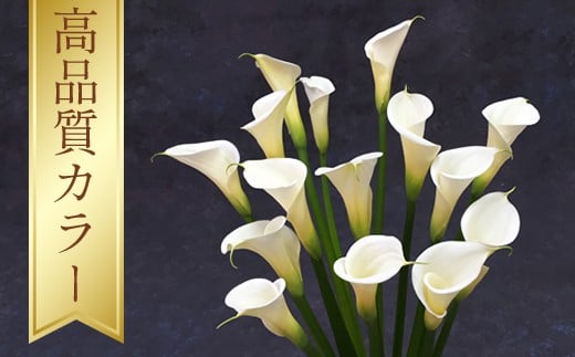 ytNÎszy 2026N s\ zFlower Revolutionyv`iJ[z15{i70cmTCYj | _ A  ͂ t[ J[ EFfBO}[`   蕨  Mtg zC