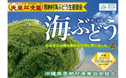 恩納村産 生海ぶどう 1kｇ 沖縄県恩納村 ふるさと納税 ふるさとチョイス