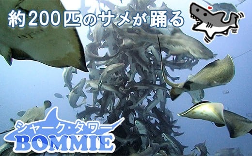 約200匹のサメと一緒に泳ぐことができます。