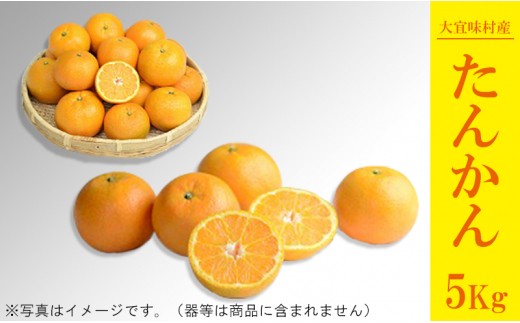 【2020年1月より順次発送】大宜味村 たんかん 5Kg