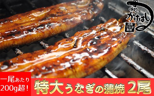 うなぎ