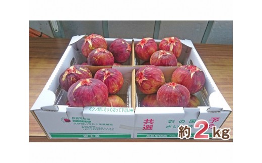 No.006 大きな実が自慢の「生いちじく」約2kg / 果物 フルーツ 無花果 イチジク 埼玉県