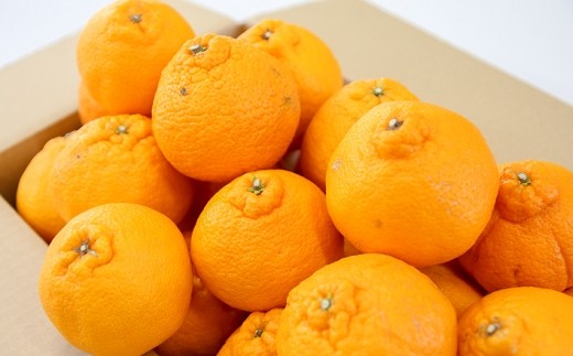 傷やシミなどありますが、味は通常の出荷分と何ら変わりません