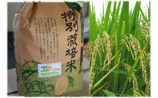 【茨城県鹿嶋市】KAK-1　令和３年度新米　鹿嶋市産　特別栽培米コシヒカリ（玄米）10kg