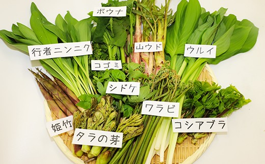 Hmg738 天然山菜セット 550ｇ 厳選した3 5品種 岩手県八幡平市 ふるさと納税 ふるさとチョイス