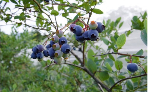 ブルーベリージャム ブルーベリーソース 島根県邑南町 ふるさと納税 ふるさとチョイス