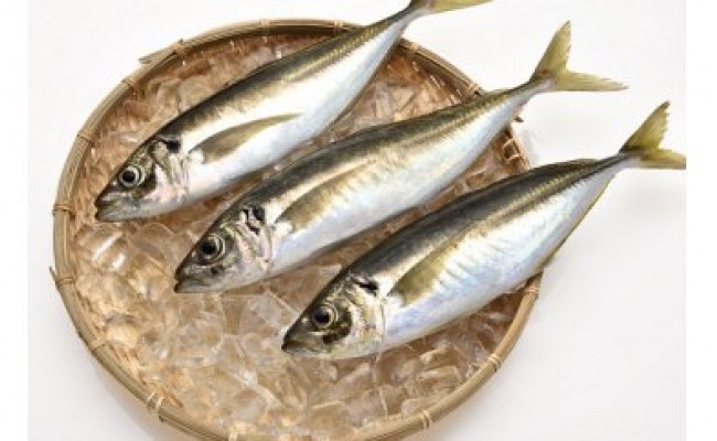 愛海の恵み 大分豊後水道産 天然真鯵 約2kg 5 7本 大分県佐伯市 ふるさと納税 ふるさとチョイス