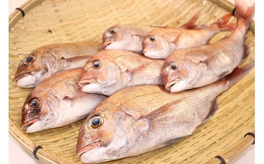鯛を水揚げしたその日に発送。ウロコ・内臓は処理済み。大きい鯛はお刺身に最適。