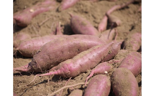 安納芋の通販 価格比較 価格 Com