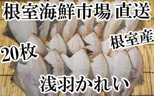 A 北海道根室産 根室海鮮市場 直送 一夜干し浅羽かれい枚 北海道根室市 ふるさと納税 ふるさとチョイス