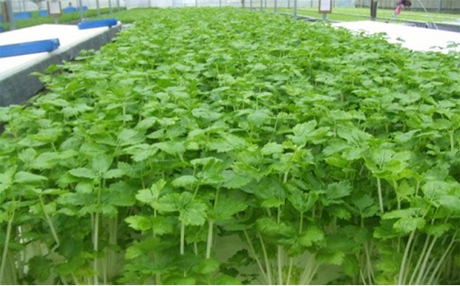 yÉszzCg~jZ[Zbg(30ܓ) [5812-0237]