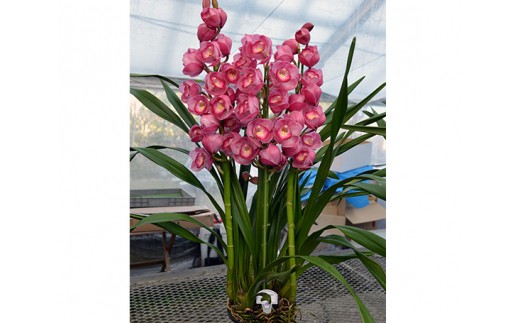 No 093 シンビジューム 花五輪 シンビジウム 鉢花 農産品 愛知県 愛知県知多市 ふるさと納税 ふるさとチョイス