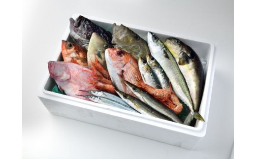 旬の鮮魚をお届けします(魚種の指定不可) ※画像はイメージです