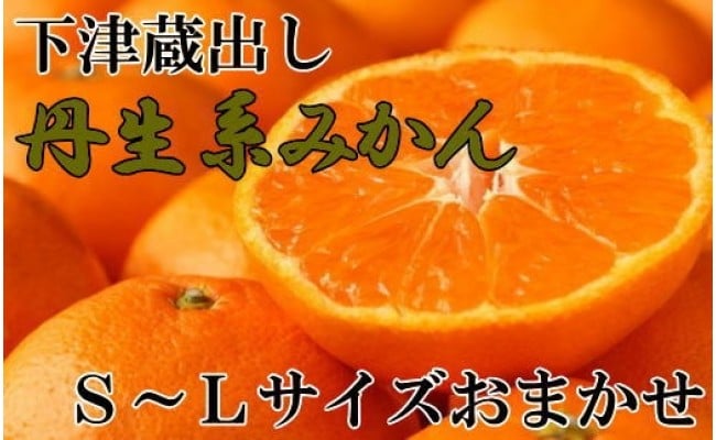 高糖系】下津蔵出し丹生系みかん約5kg（S～Lサイズおまかせ）☆2023年2月下旬より順次発送 - 海南市海南市 | ふるさと納税 [ふるさとチョイス]