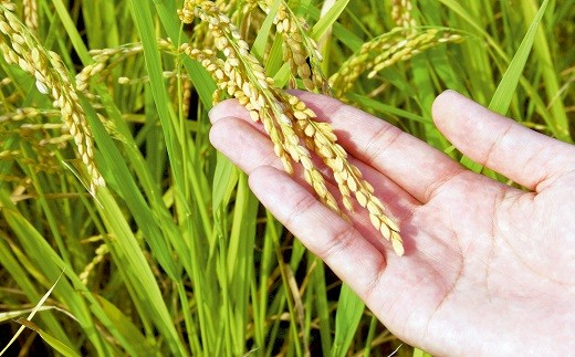 「三重県産コシヒカリ」はその宮川と櫛田川の恵みの水を使って丁寧に育てたお米です。