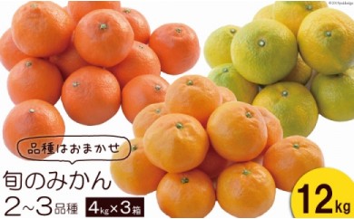 先行受付】柑橘詰合せセット みかん 2種類（5kg×2箱）計10kg / 森崎