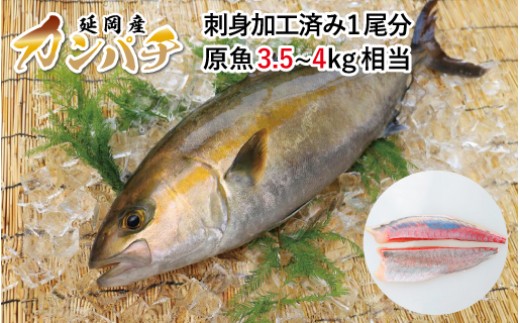 新海屋 カンパチ 刺身加工済み 宮崎県延岡市 ふるさと納税 ふるさとチョイス