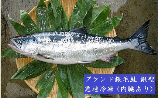 ぷりぷりした身、程良く脂があり旨み満点の「銀聖」を是非お召し上がり下さい。※画像はイメージです