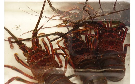 新鮮！天然活伊勢海老！（4匹） M030-014-02 - 神奈川県三浦市