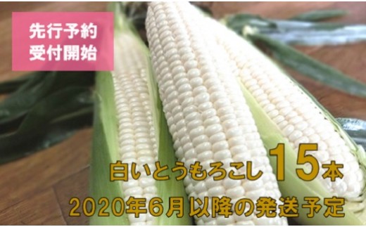 61 先行予約 糖度18度前後 白いとうもろこし 雪の妖精 15本入り 茨城県境町 ふるさと納税 ふるさとチョイス