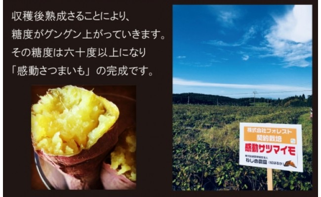 予約受付 熟成紅はるか 感動さつまいも Smサイズ5キロ 鹿児島県南大隅町 ふるさと納税 ふるさとチョイス