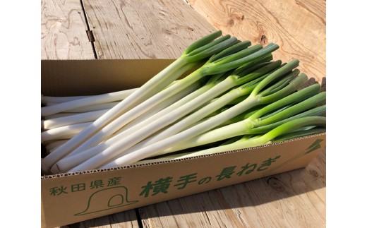 訳あり長ネギ５kg以上 秋田県産 1vulzzo0wm 食品 Www Liternoblock It