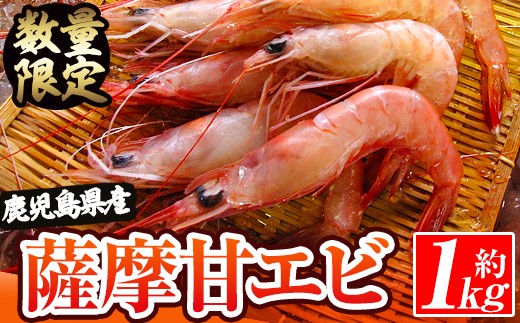 数量限定！鹿児島県阿久根産 薩摩甘エビ(約1kg・40～70尾) 国産 阿久根