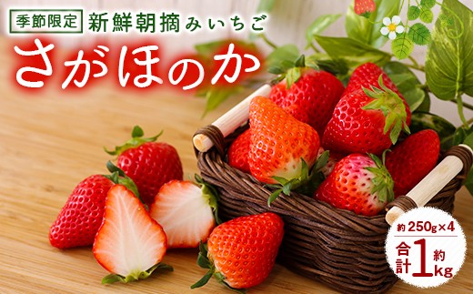 【2月発送】 新鮮朝摘みいちご「さがほのか」250g×4パックのサムネイル