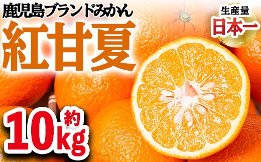 紅甘夏【10kg】