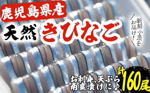 阿久根産天然きびなご刺身