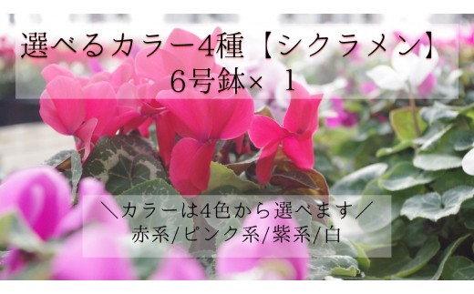 y錧zIׂJ[4FyVNz6×PisNnj