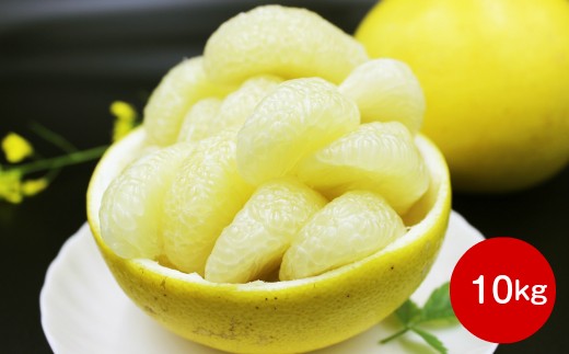 【高知県佐川町】<2026年2月〜3月頃お届け予定> 土佐文旦(家庭用)【10kg】