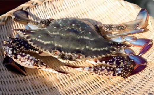 061天然の好漁場 肥沃な海の贅沢な恵み 有明海のカニ 長崎県島原市 ふるさと納税 ふるさとチョイス
