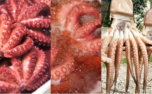 大幅値下 メール便ok 日本製 ふるさと納税 明石産煮蛸 湯だこ 干だこ 魚貝類 タコ 加工食品 干物 正規販売代理店 P2pnews Co