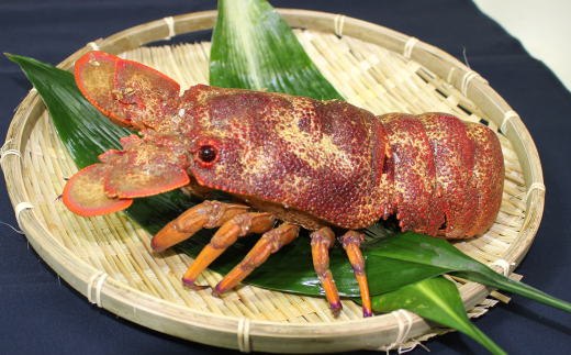 沖の島の漁師が獲ったセミエビ 600g（1～2匹） - 高知県宿毛市