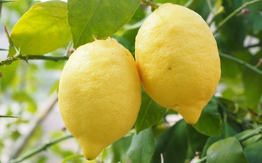 広島 大崎上島産 有機栽培の完熟レモン 約3kg