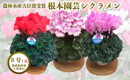 根本園芸シクラメン 8号 1鉢 鉢花 鉢植え 色おまかせ ガーデンシクラメン 花 ギフト 農林水産大臣賞受賞 福島県南相馬市 ふるさと納税 ふるさとチョイス