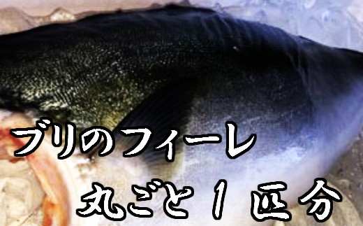 ブリのフィーレ丸ごと1匹分 高知県田野町 ふるさと納税 ふるさとチョイス