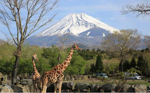 富士サファリパーク入園券 大人2枚 [№5812-0268] - 静岡県裾野市